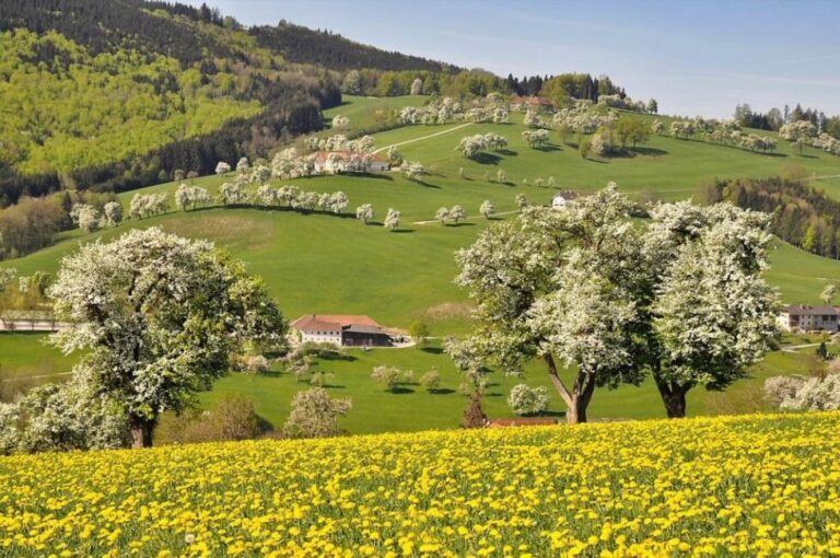 Czy muszę tolerować gałęzie sąsiada na mojej posesji