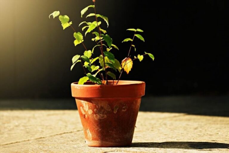 Czy usuwanie martwych liści pomaga w zapobieganiu pleśni w ziemi