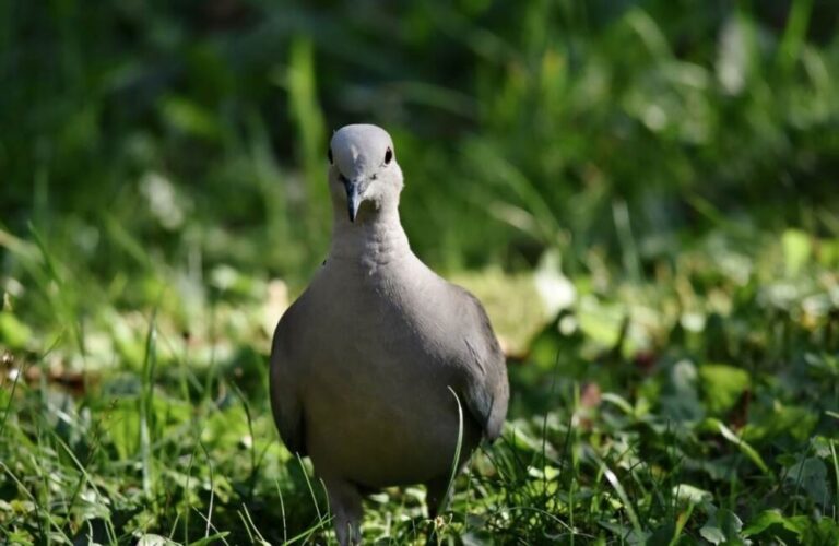 Jak eliminować gołębie za pomocą zapachów