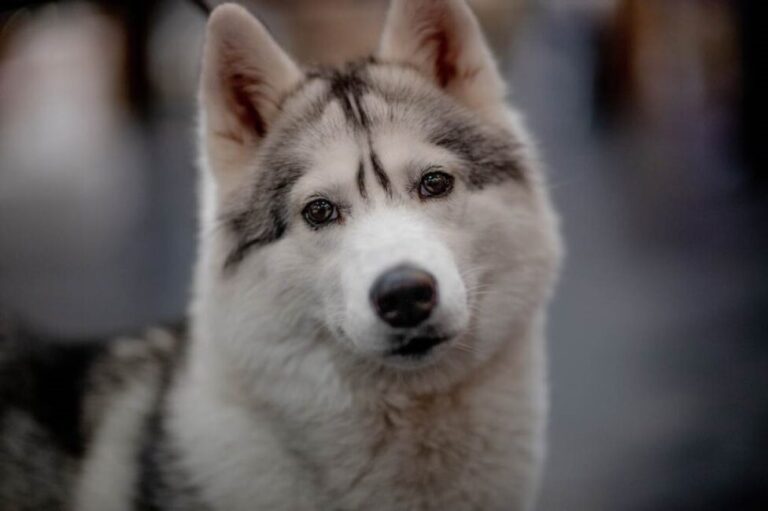 Jak unikać osowiałości podczas karmienia psa