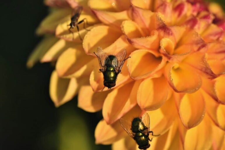 Zakup lepu na muchy online